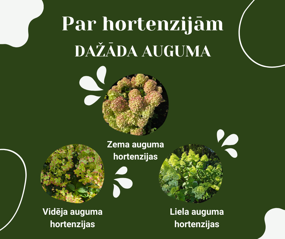 Hortenzijas Zaļenieku kokaudzētavā!