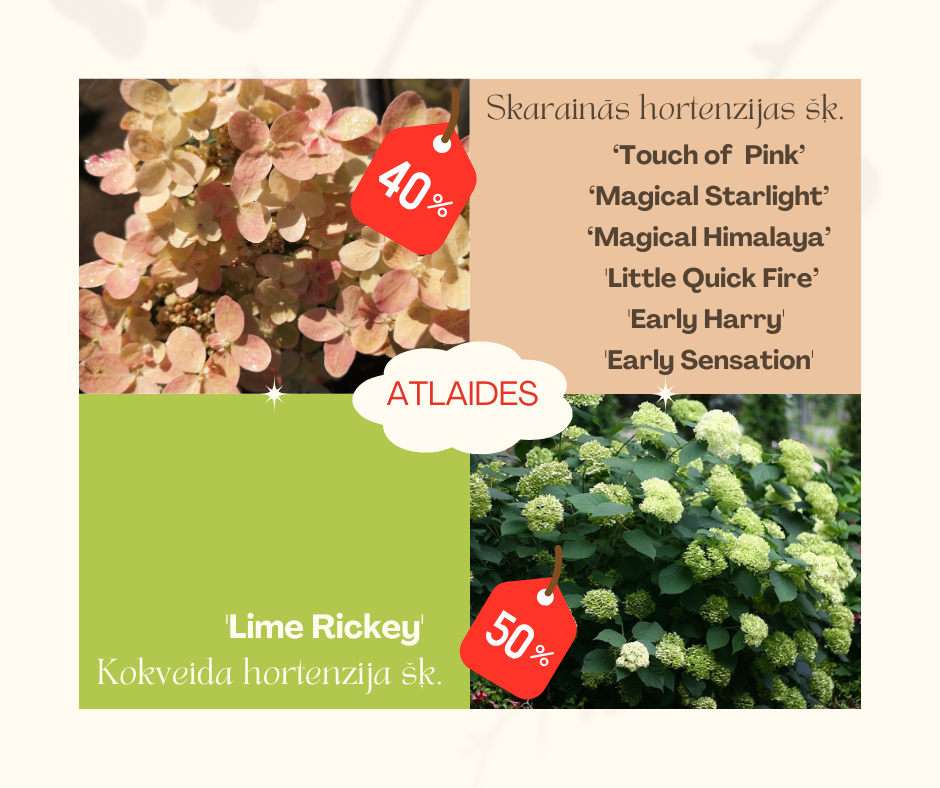 ATLAIDES HORTENZIJĀM!