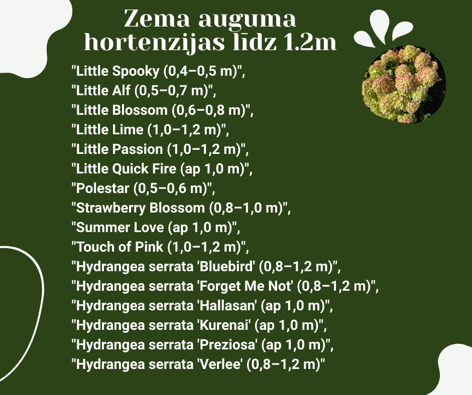 Maza auguma hortenziju šķirnes.