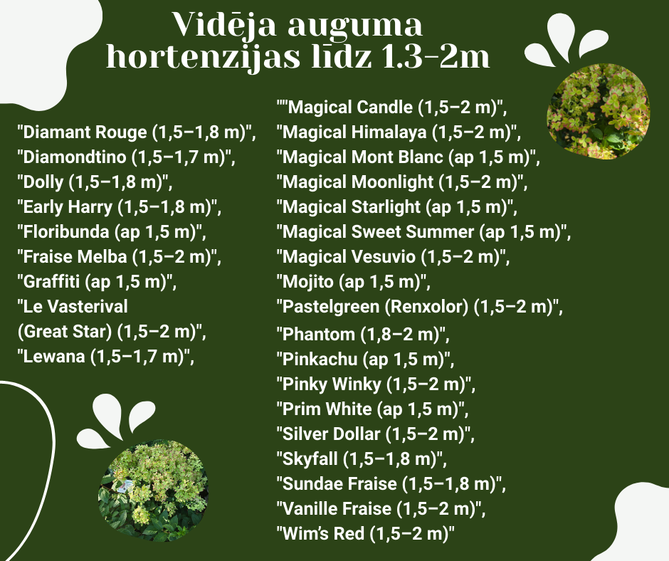 Vidēja auguma hortenzijas šķirnes.