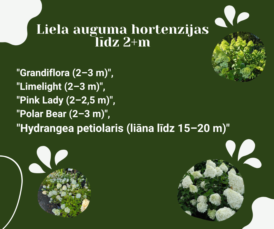 Liela auguma hortenziju šķirnes.