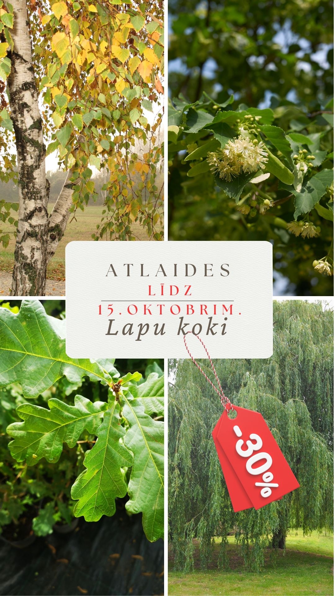 Atlaides sugas lapu kokiem -30%.