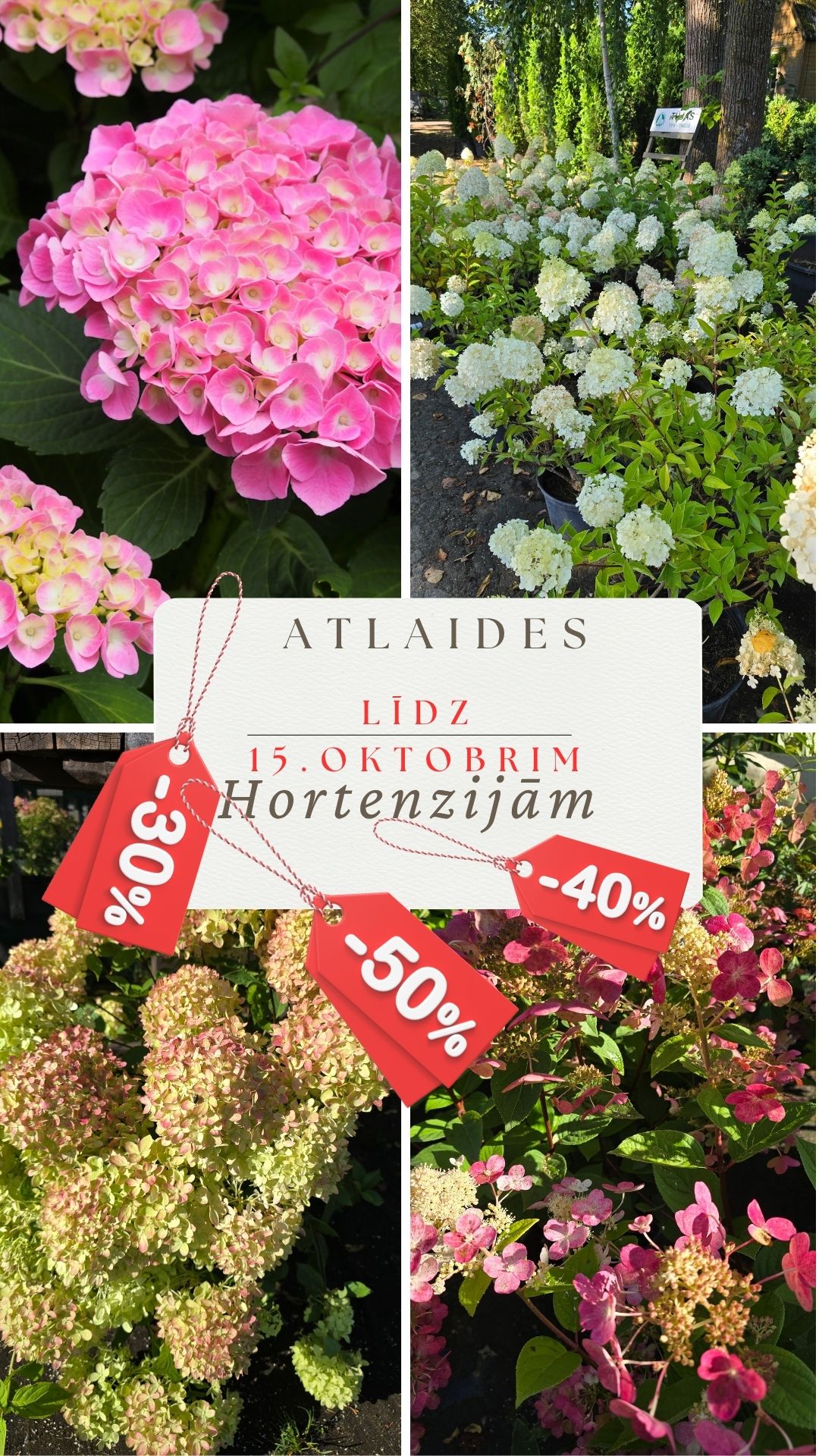 Atlaides hortenzijām -30% līdz 15.oktobrim.