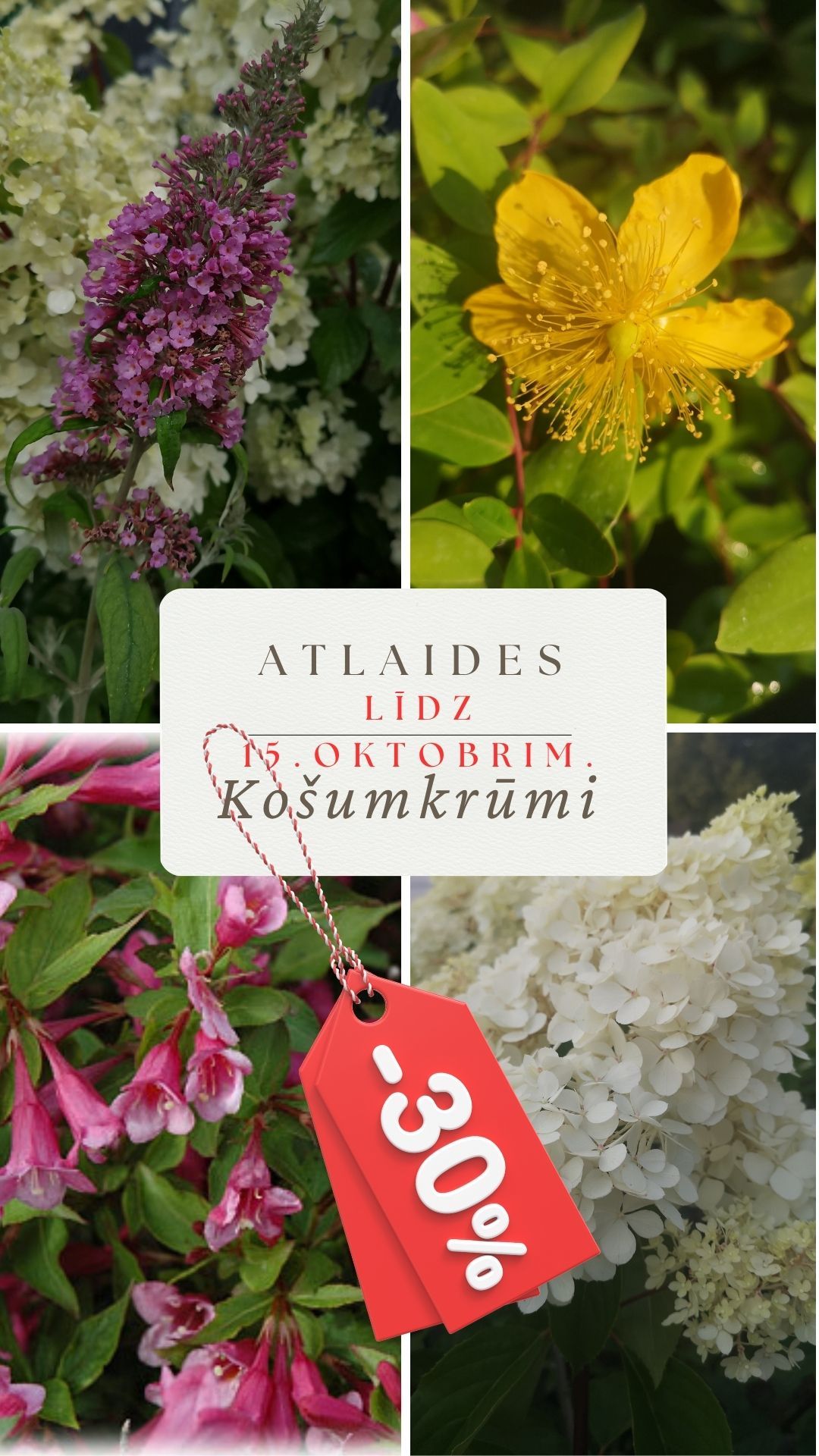 Rudens atlaides košumkrūmiem -30% līdz 15.oktobrim