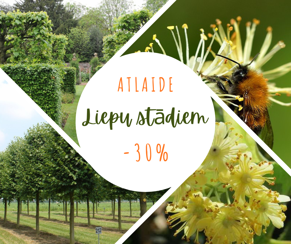 ATLAIDES LIEPU STĀDIEM-30% no 15.oktobra!!!