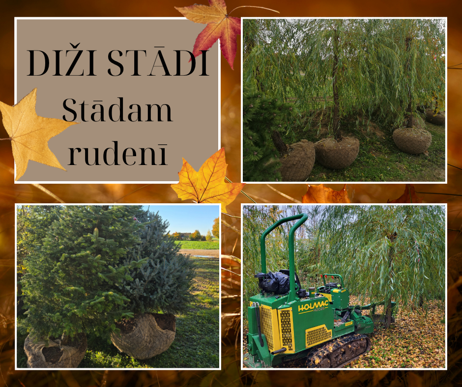 Dižstādi, rakti no lauka.
